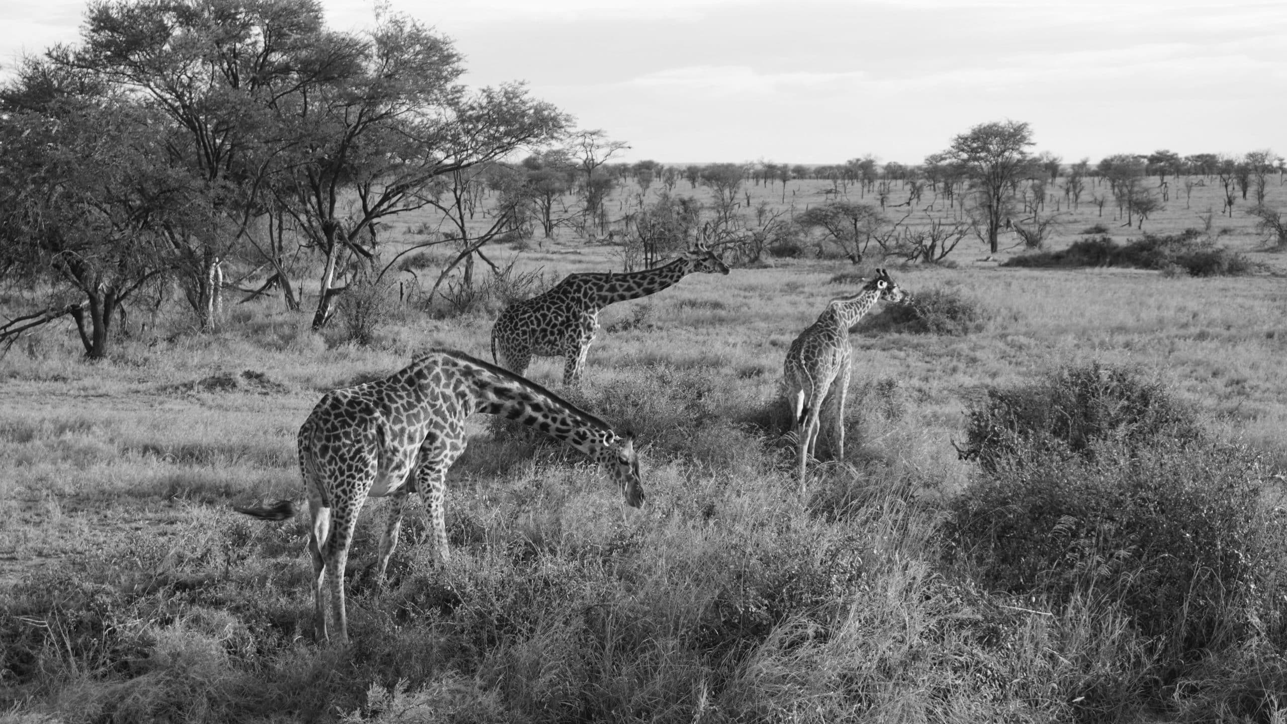 giraffes in the Serengeti national park
