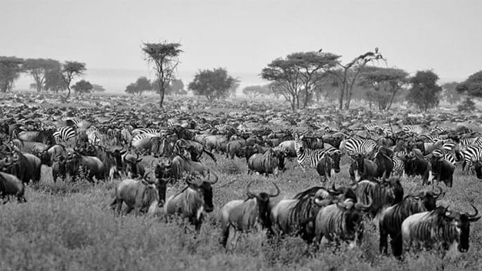 Witness the Great Migration: The Best Time to Visit Tanzania for Spectacular Wildlife Encounters