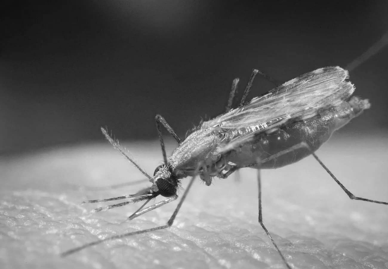 A Mosquito on Human Skin