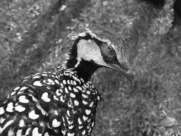 A Safari of Sounds - Discovering the Melodious Latham's Francolin in Tanzania