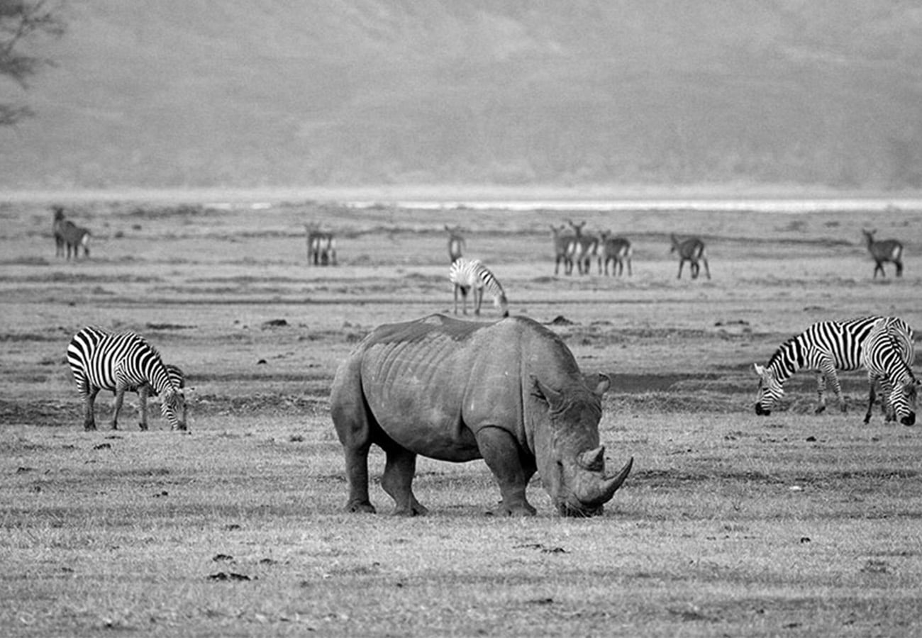 A view of Wildlife at the Ngorongoro Conservation Area