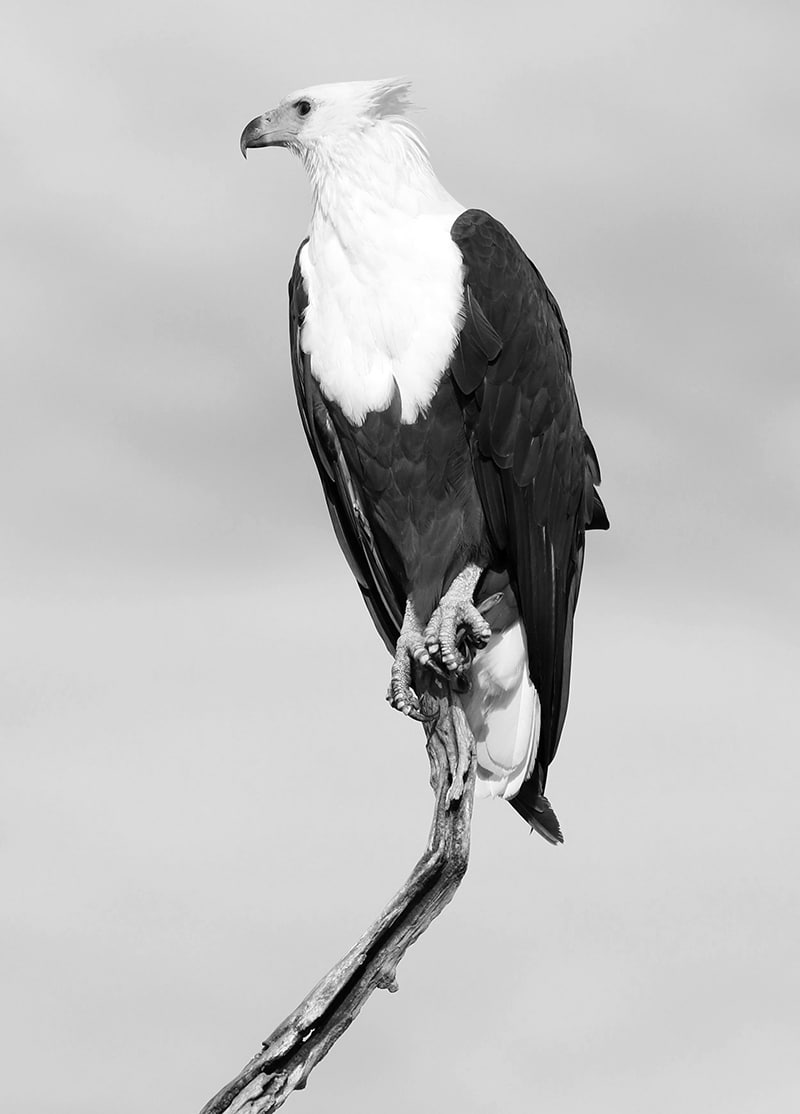 African fish eagle