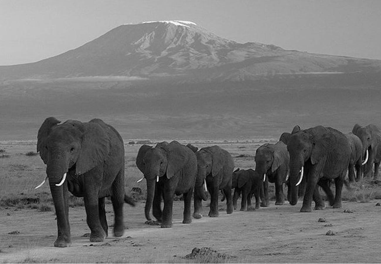 Amboseli National park and the back drop of Mount Kilimanjaro