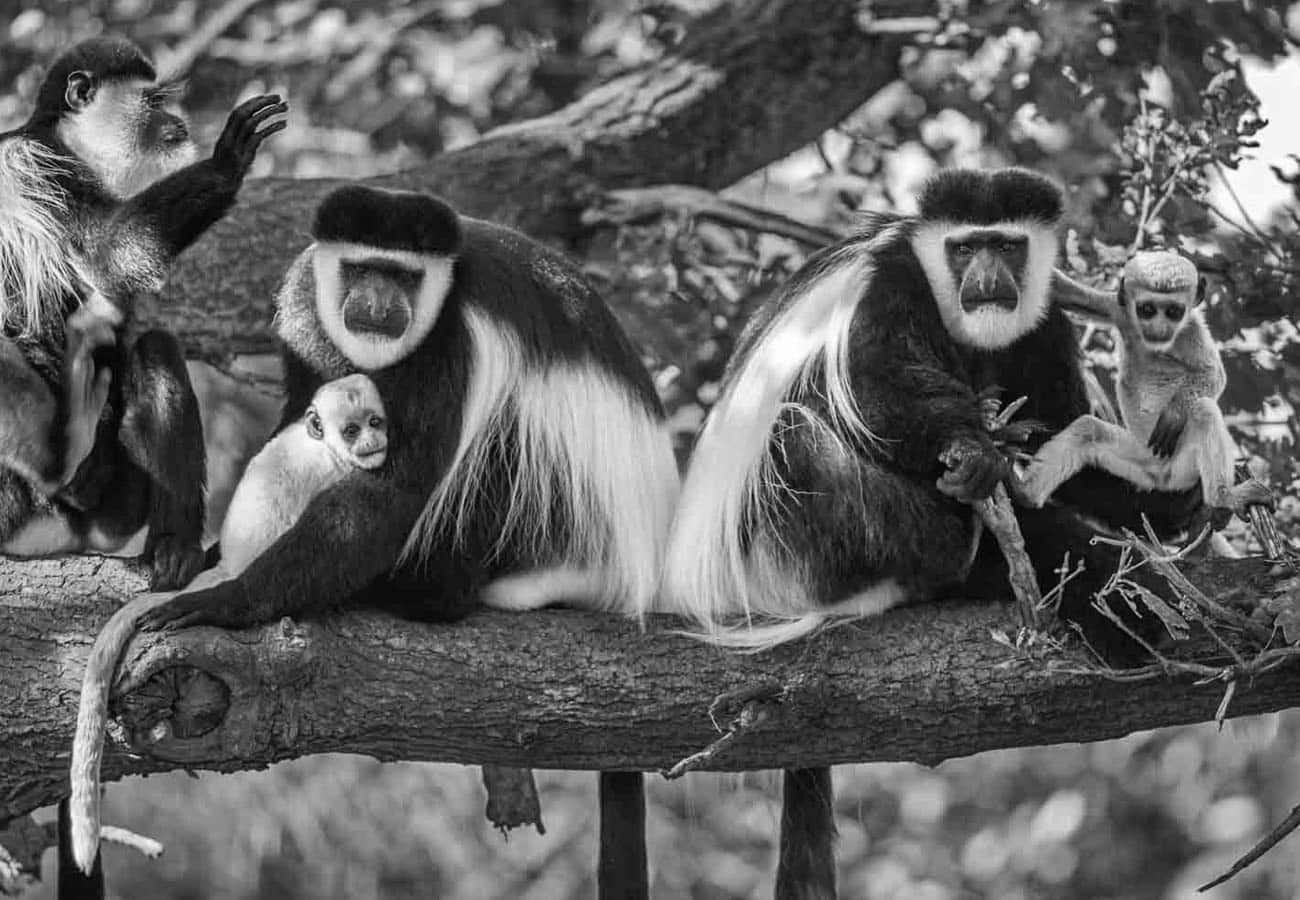 Animals at Arusha National Park