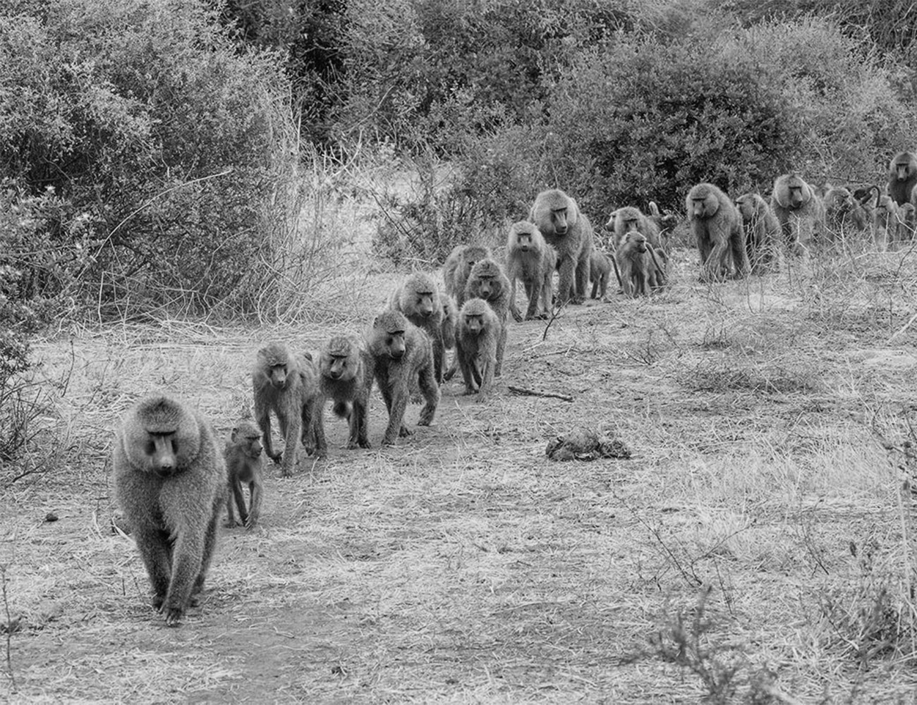 Animals at Lake Manyara National Park