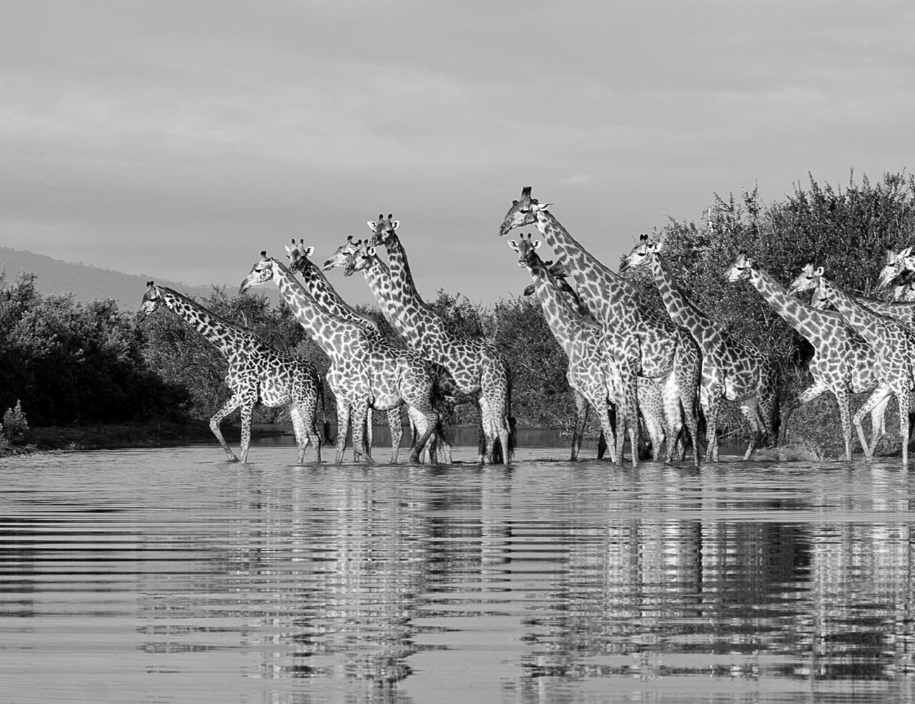 Animals at Selous Game Reserve, Tanzania