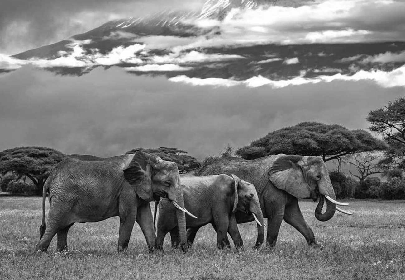 Animals at The Serengeti National Park