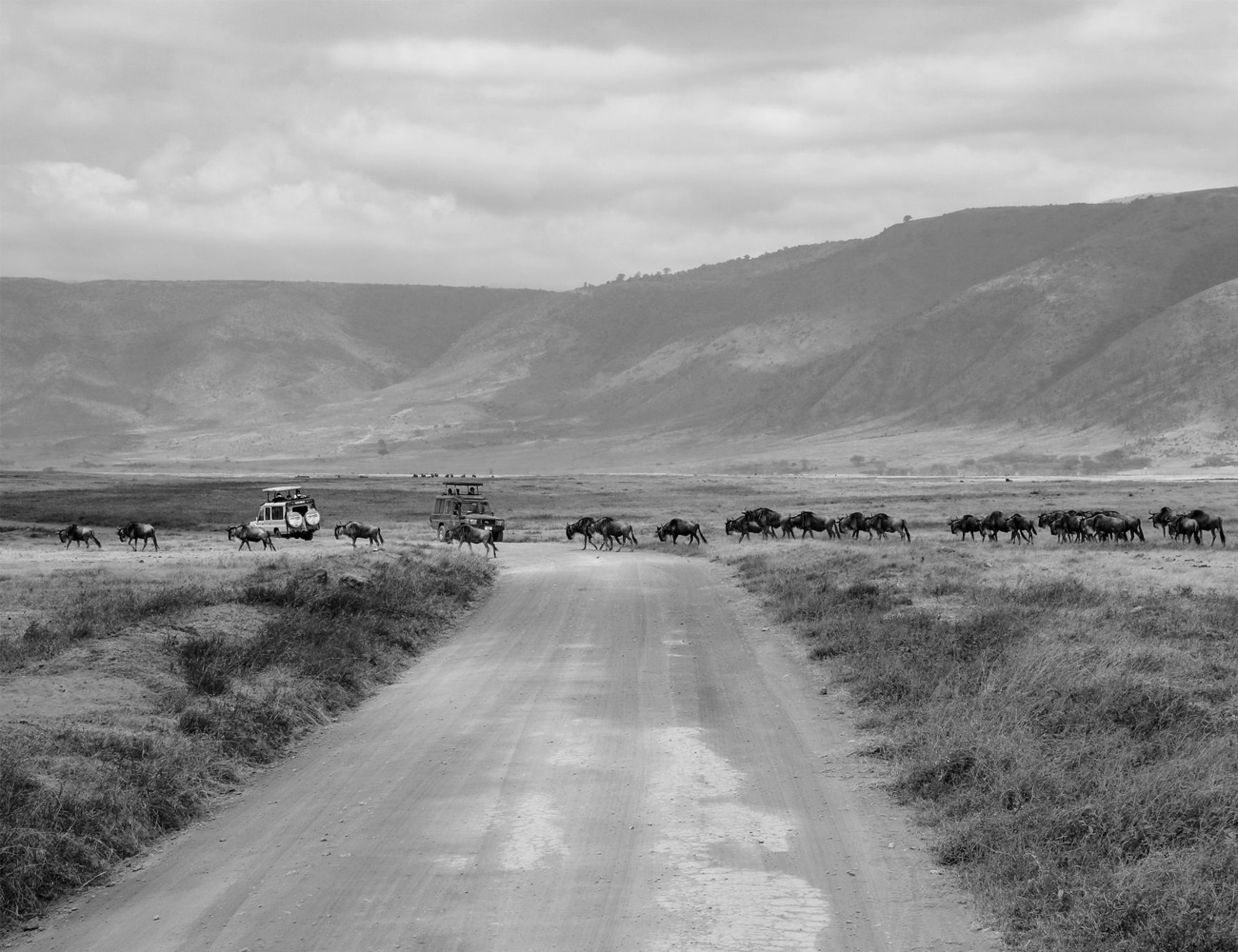 Animals at the Ngorongoro Crater in Tanzania