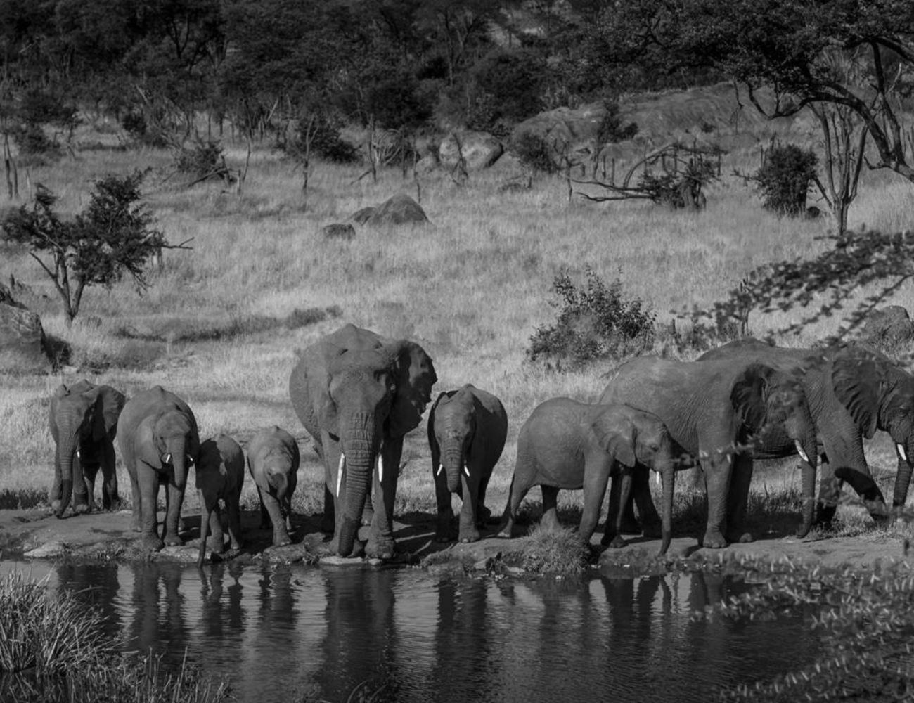 Animals at the Serengeti National Park