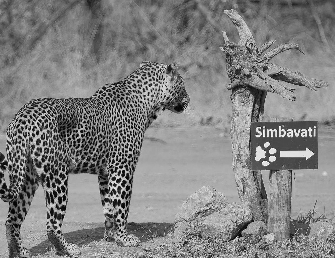 Animals in Timbavati, South Africa