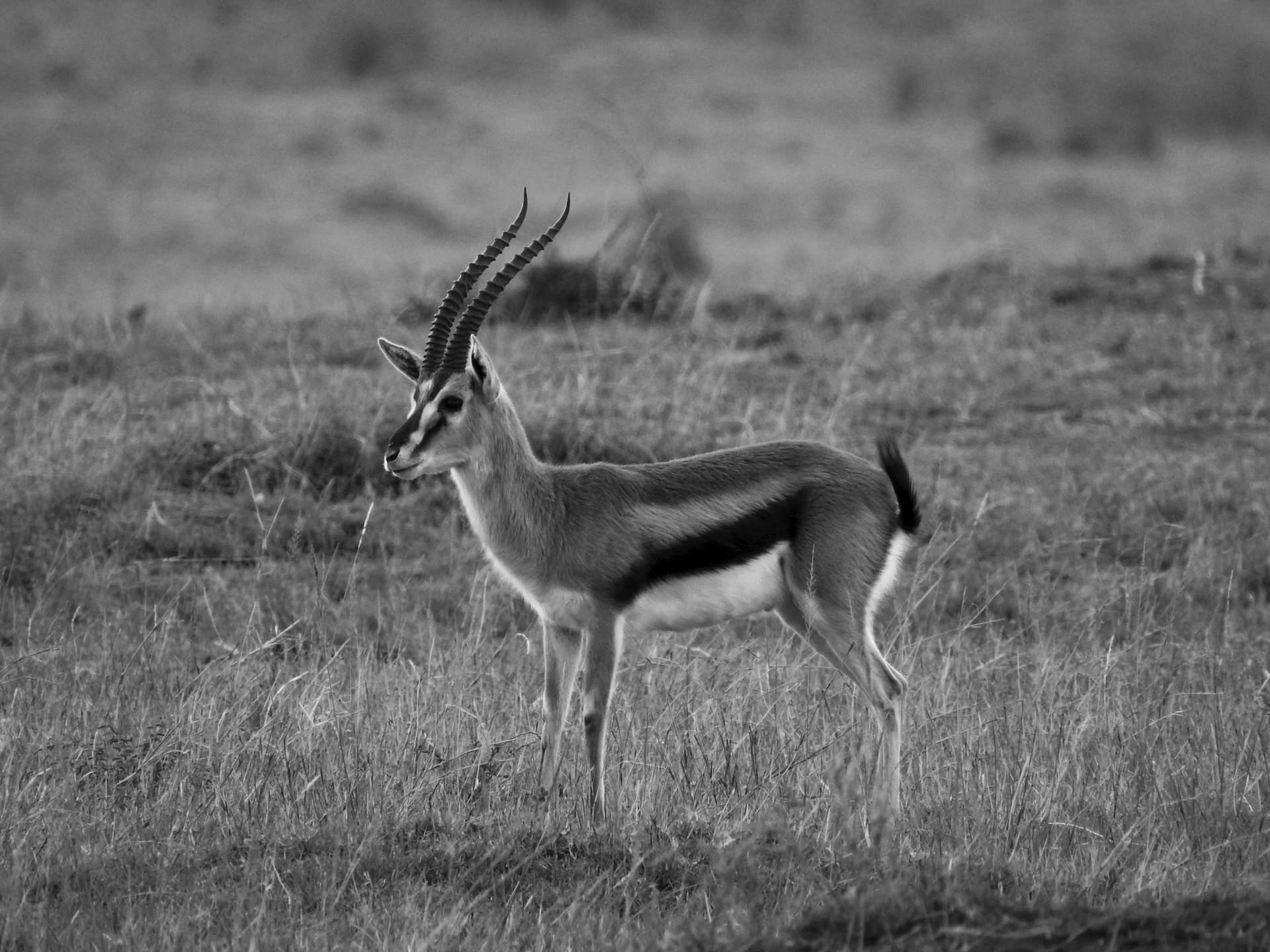 Antelope on grass in MasaiMara Springs Camp, Masai Mara Reserve, Kenya