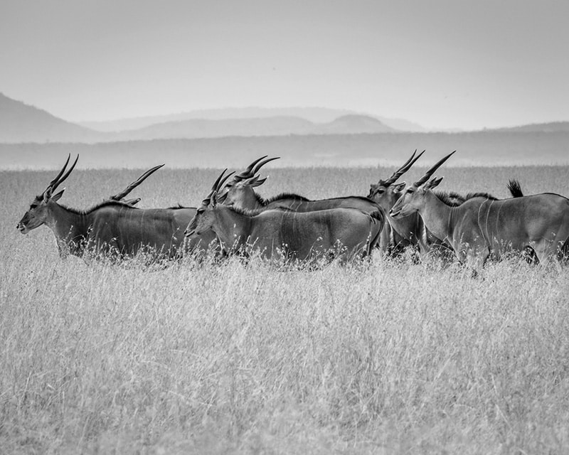Antelopes at Maasai Mara National Reserve, Narok County, Kenya