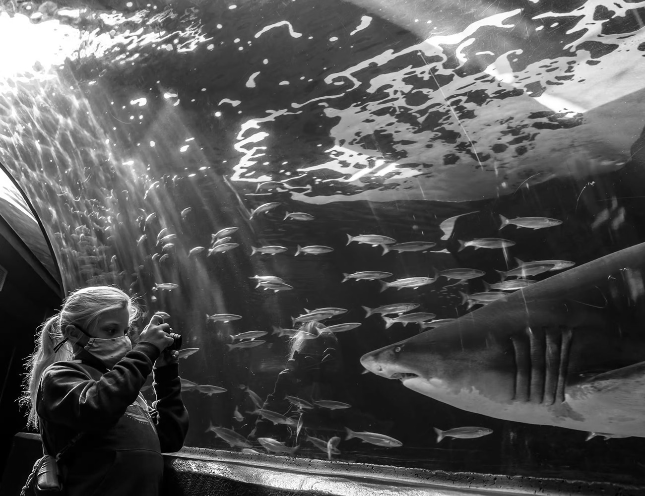 Aquatic Life in Two Oceans Aquarium Cape Town