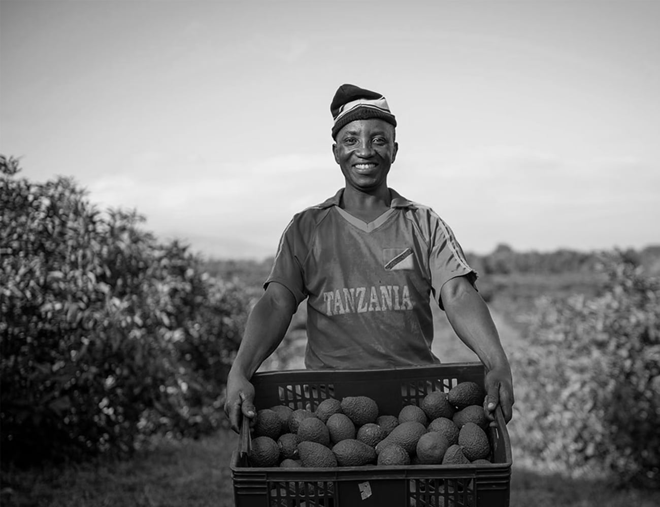 Avocado Farming in Tanzania
