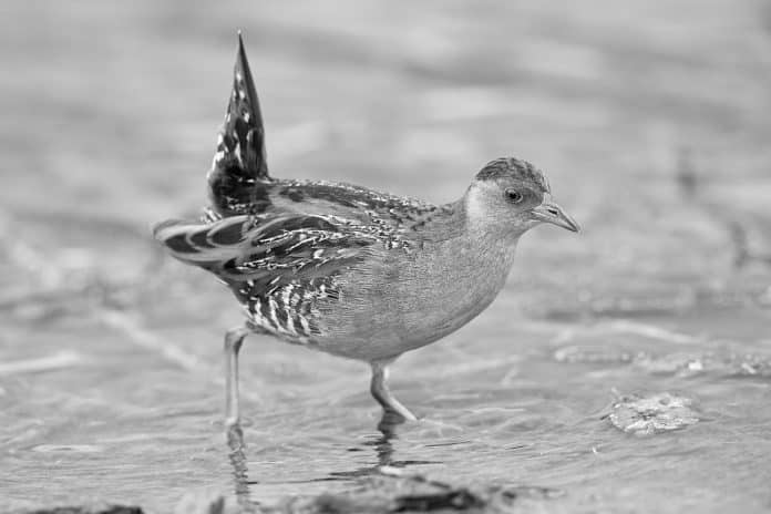 Baillon's Crake in Tanzania - Shy Wetland Visitors in the Heart of Africa