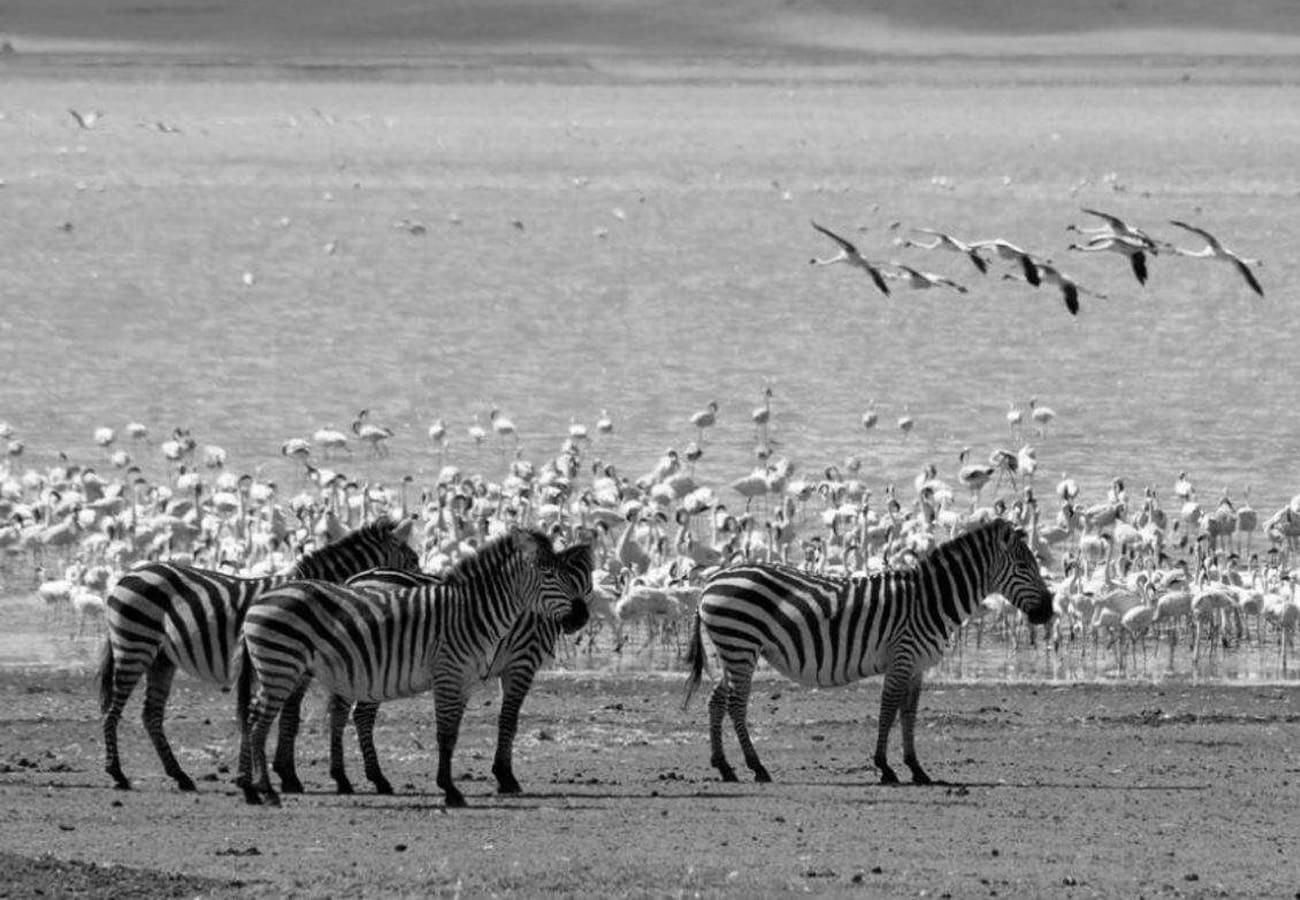 Beautiful Animals at the Ngorongoro Conservation Area