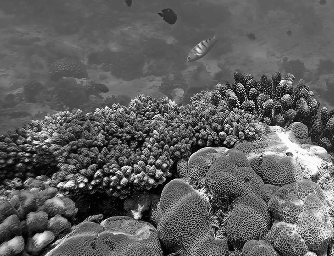 Beautiful Coral Reefs and Marine Life at Pemba Island