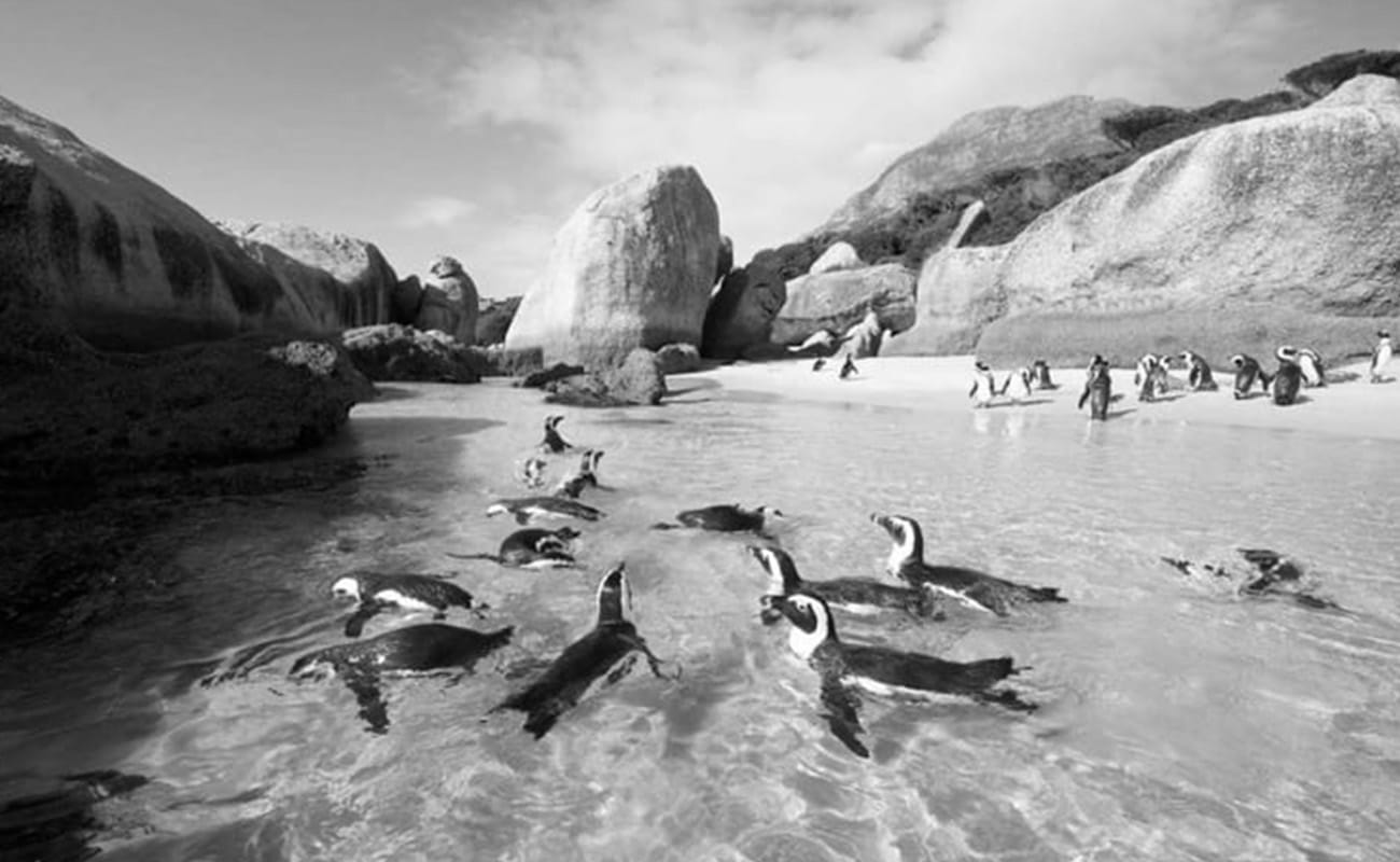 Beautiful Penguins in the Waters of Boulders Beach