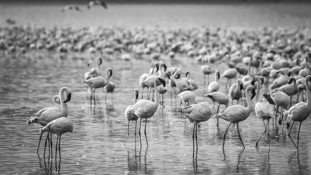 Beautiful Pink Flamingoes at Lake Nakuru