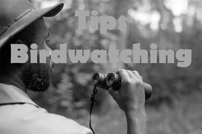 Birdwatching Tips