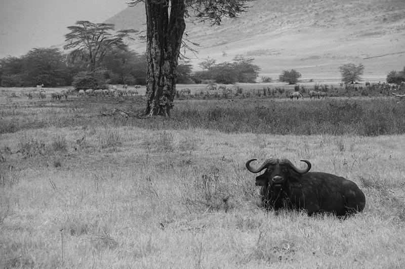 Black Buffalo at Ngorongoro Conservation Area