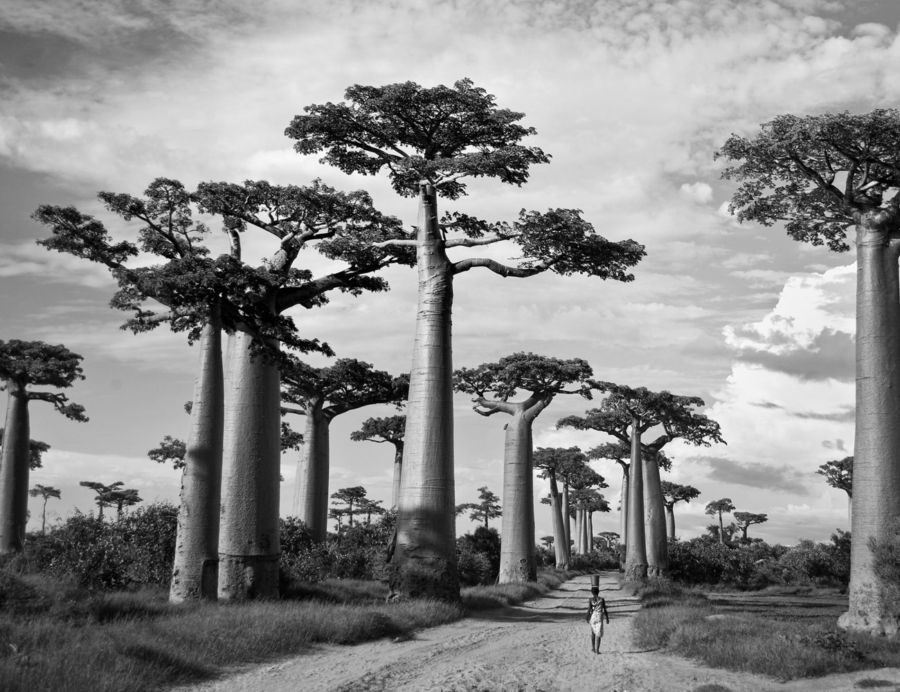 Baobab Tress at Tarangire National Park