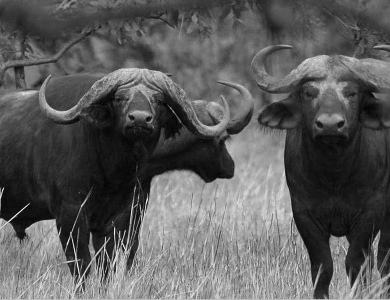 Buffaloes at Arusha National Park