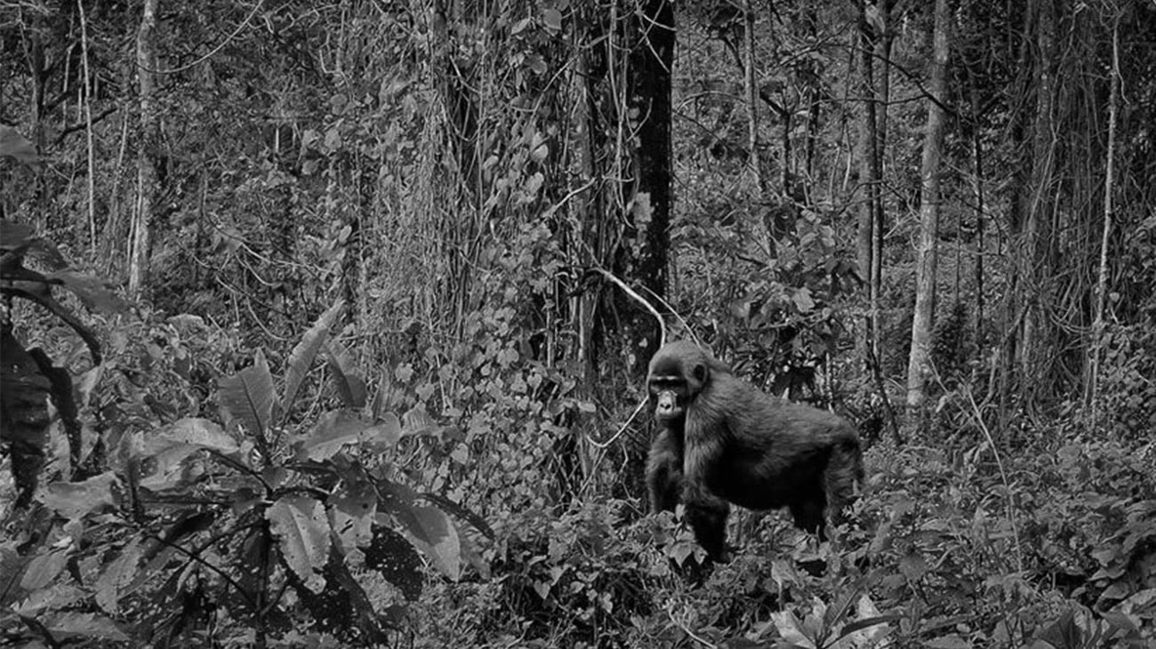 Bwindi Impenetrable National Park