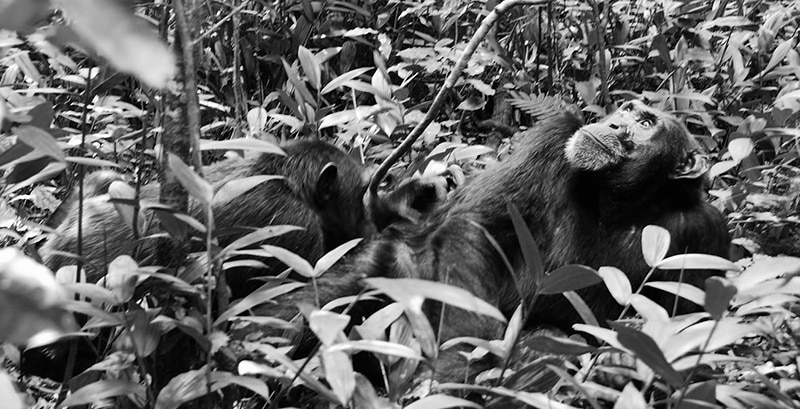 Chimpanzee at Kibale Forest National park