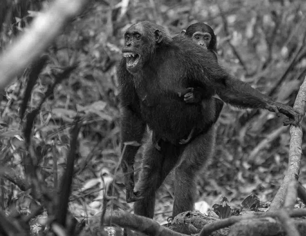 Chimpanzees at Mahale Mountains National Park