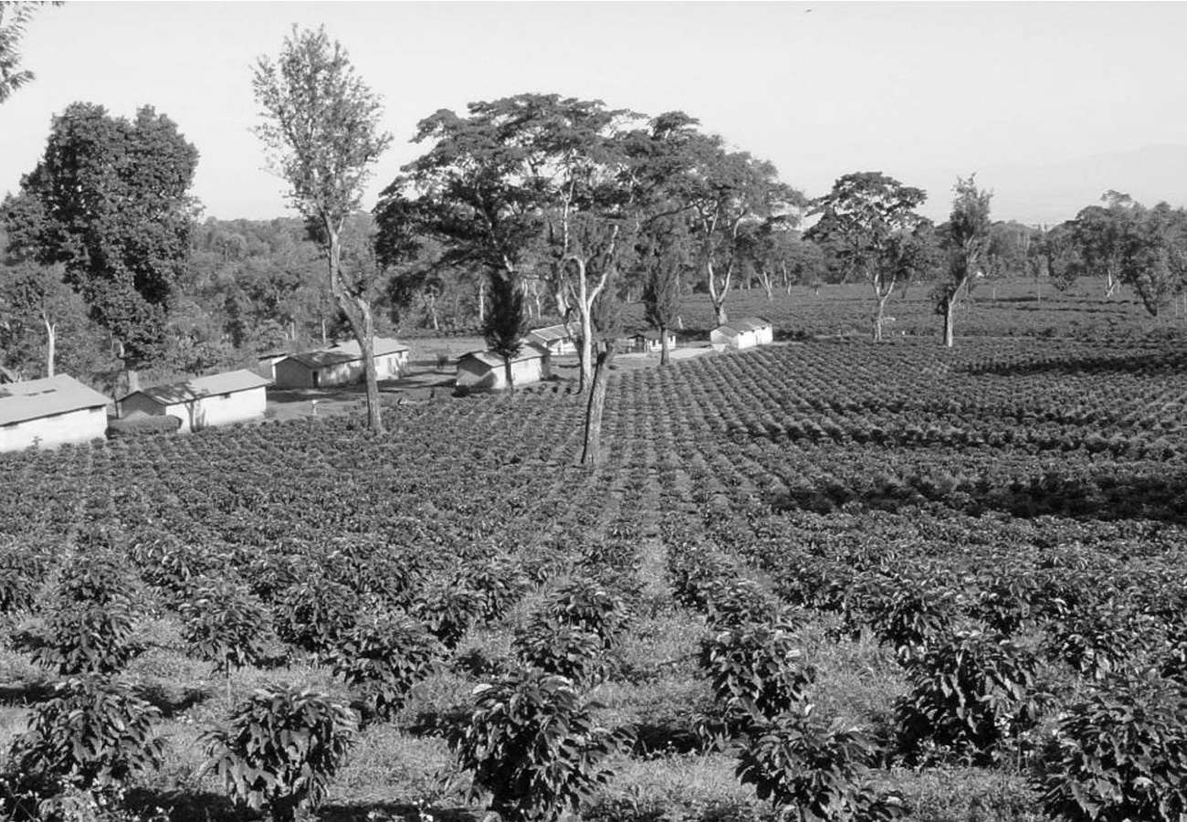 Coffee Production in Tanzania