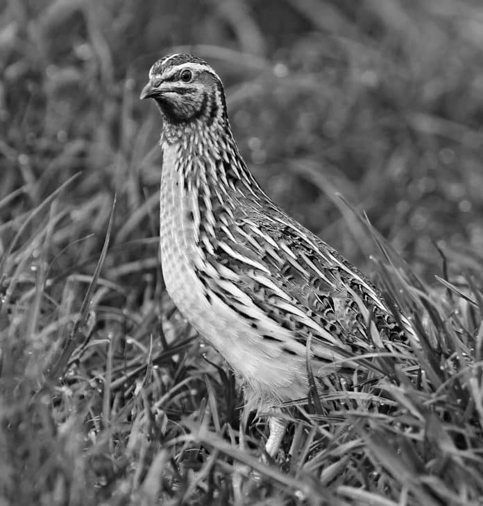 Common Quail in Tanzania - A Hidden Gem for Nature Enthusiasts!