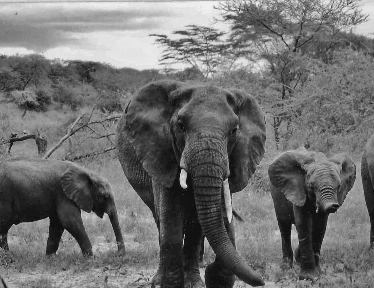 Elephant Family in the Serengeti National Park