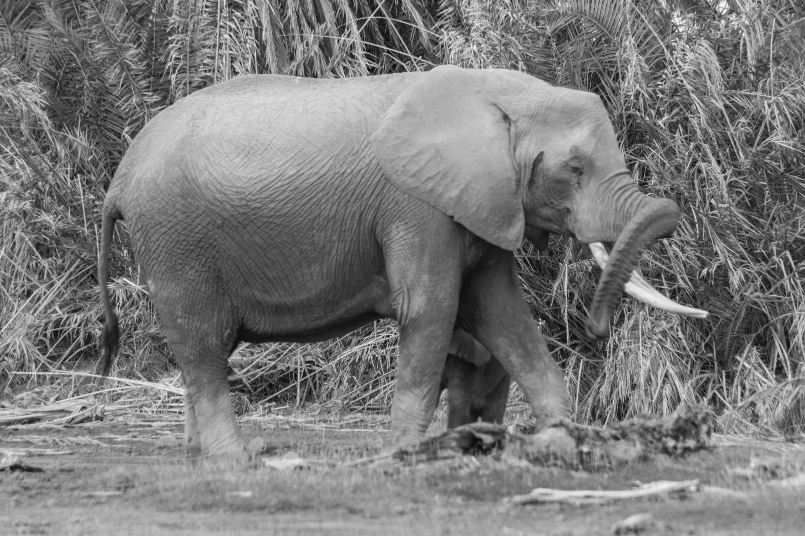 Elephant at the Amboseli National Park