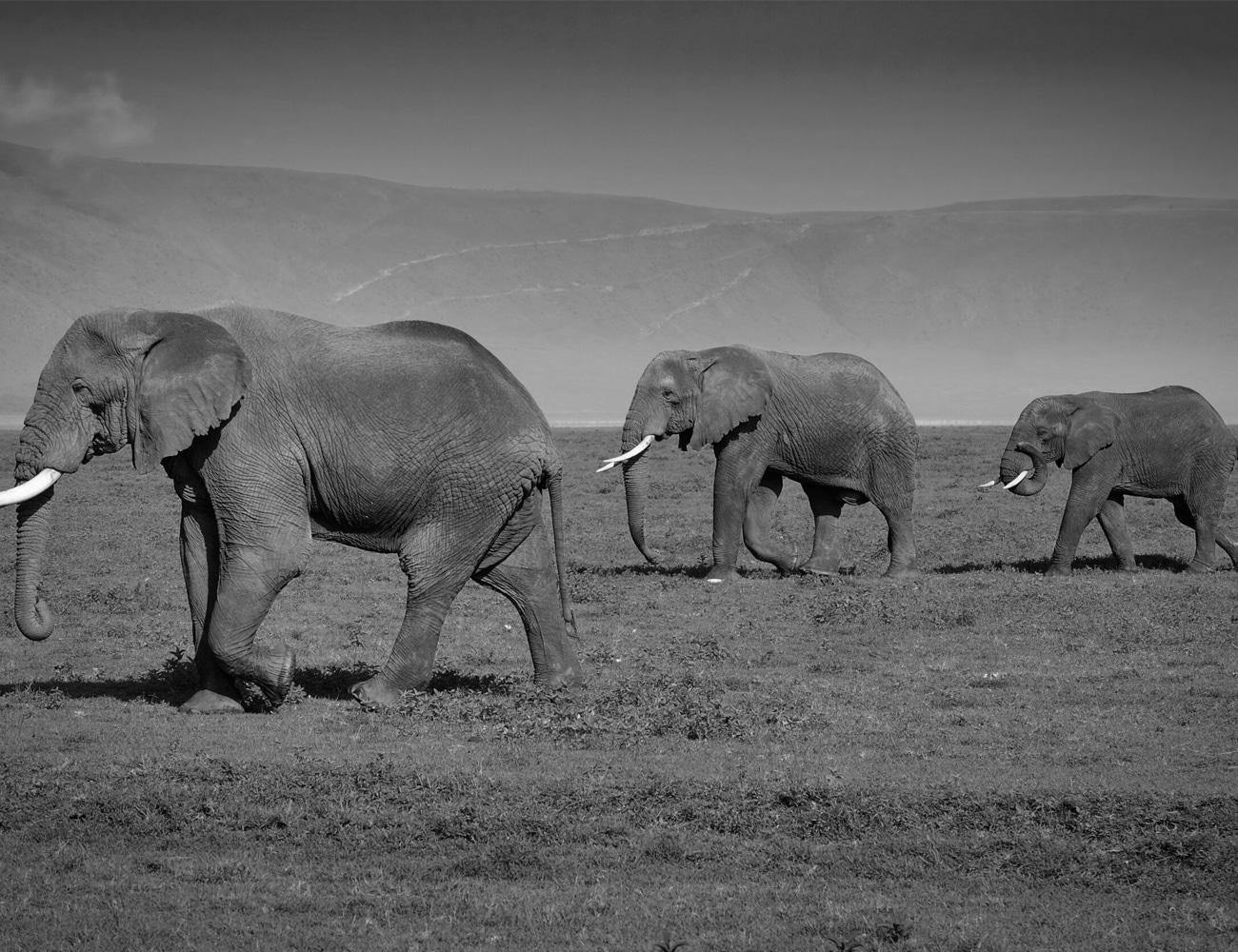 Elephants at Ngorongoro Conservation Area