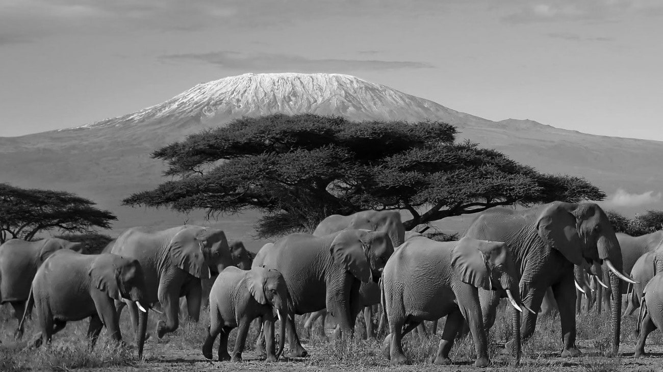 Elephants at The Amboseli National Park