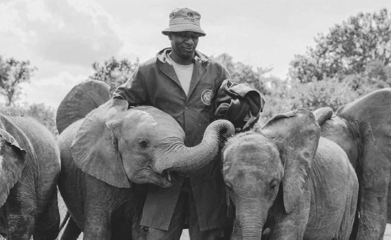 Elephants at The David Sheldrick Wildlife Trust