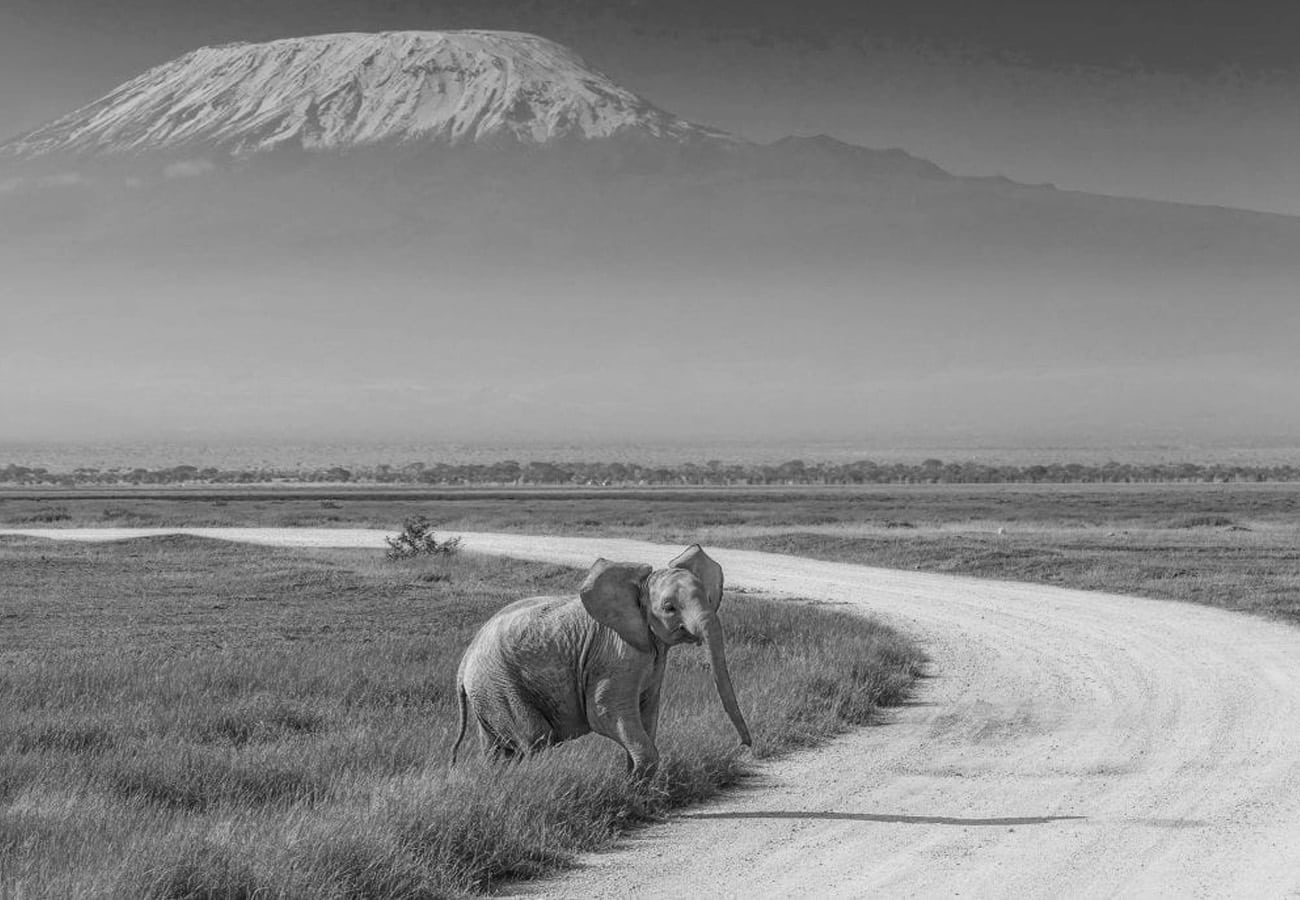 Elephants at the Amboseli National Park