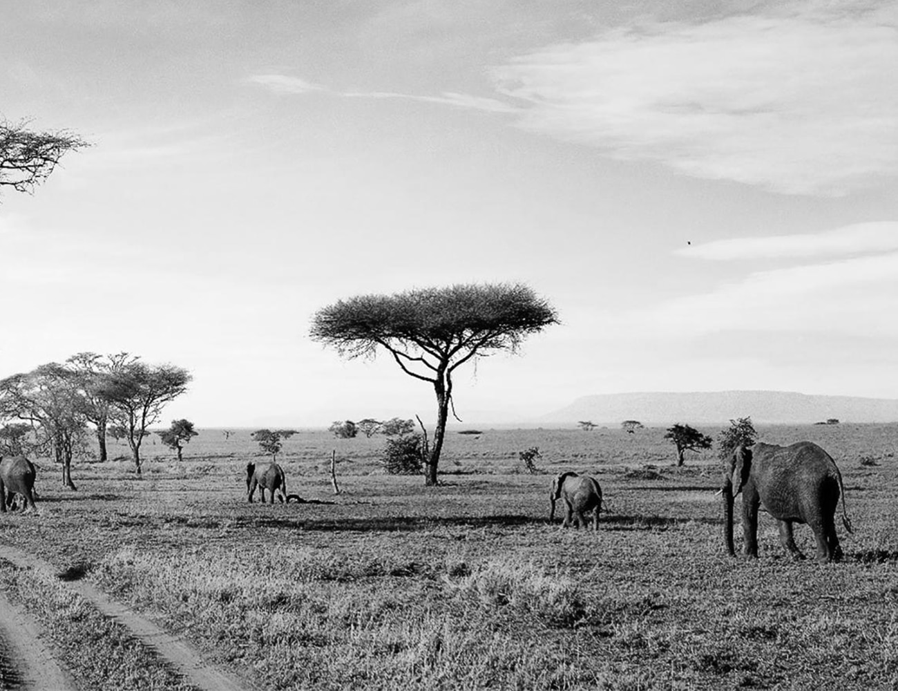 Elephants at the Serengeti National Park