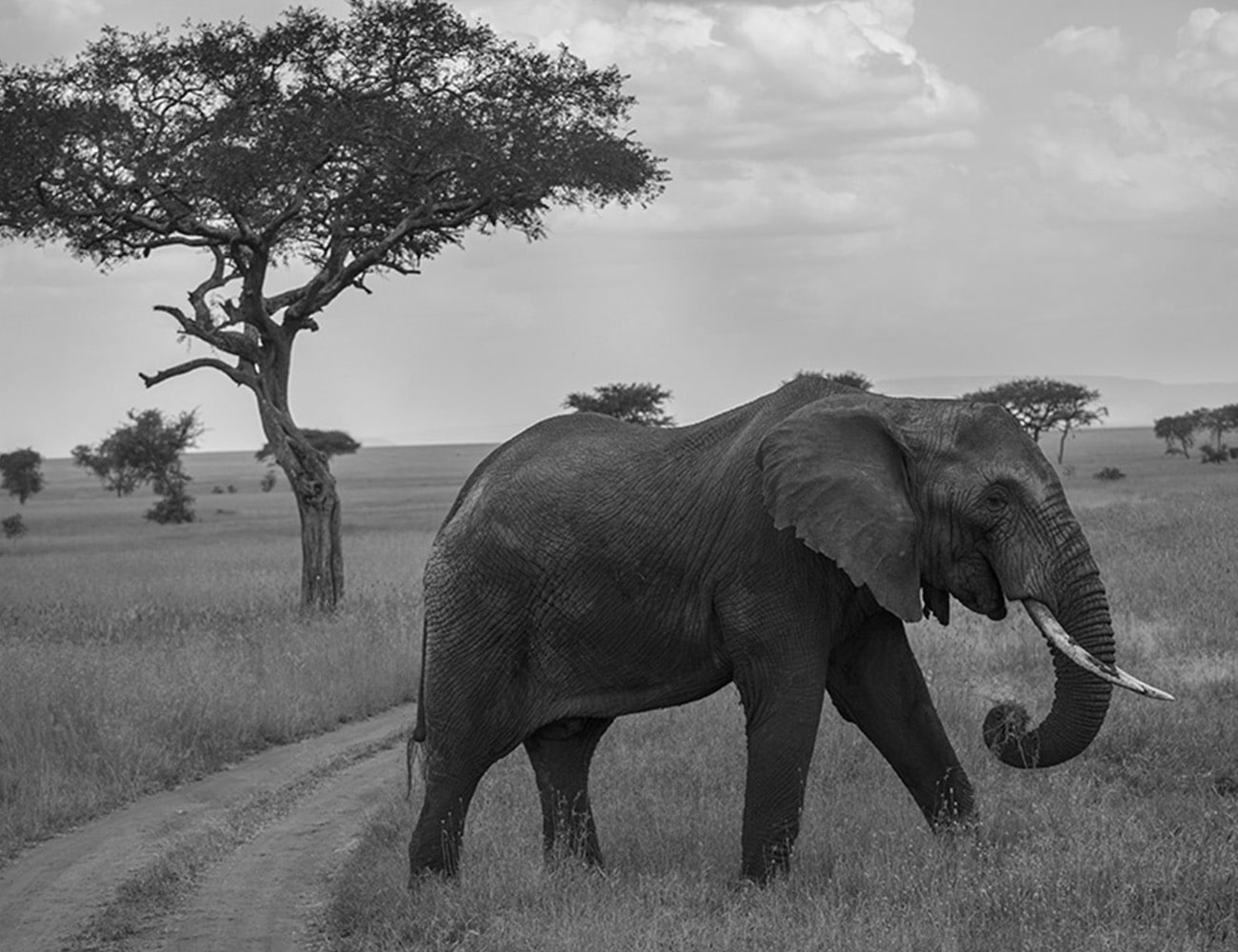 Elephants at the Serengeti National Park