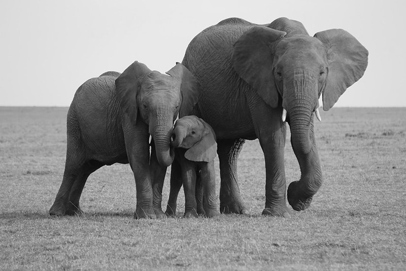 Elephants on grass at Masai Mara National Reserve, Kenya