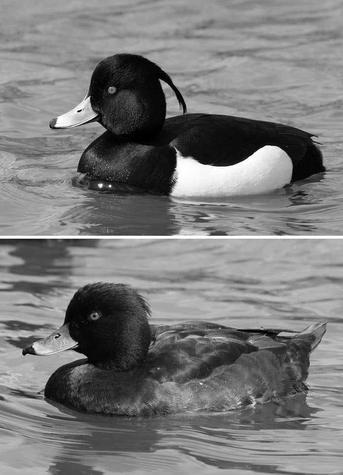Experience the Thrill of Spotting the Tufted Duck in Tanzania - A Must-Visit Destination for Bird Enthusiasts!