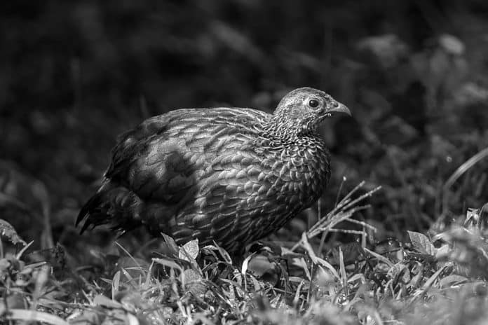 Exploring the Habitat and Behavior of the Scaly Francolin in Tanzania - A Closer Look