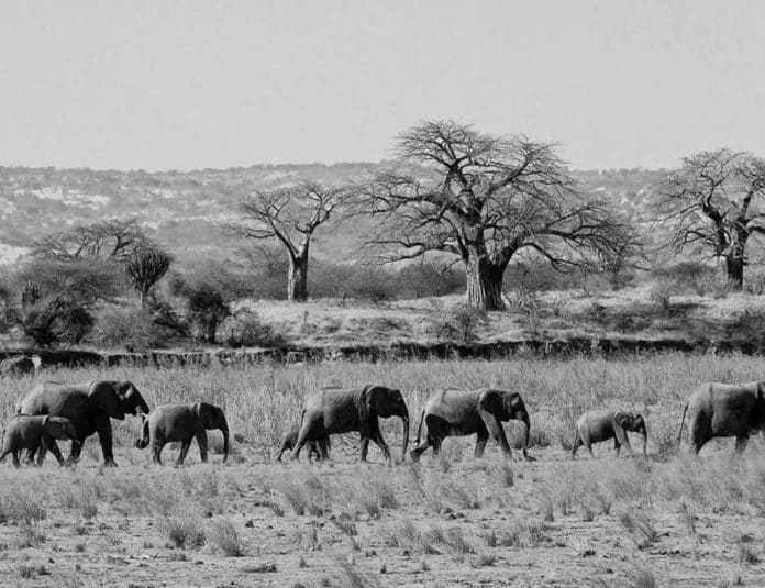 Exploring the Wild Side Unveiling the Wonders of Tarangire National Park in East Africa