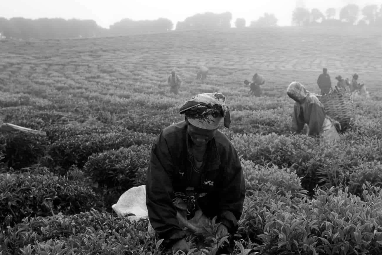 Farmers at work in Tanzania