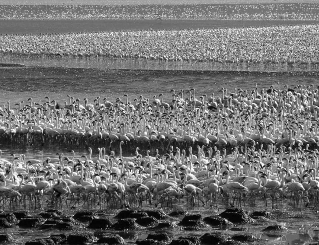 Flamingo Sightings at Lake Bogoria