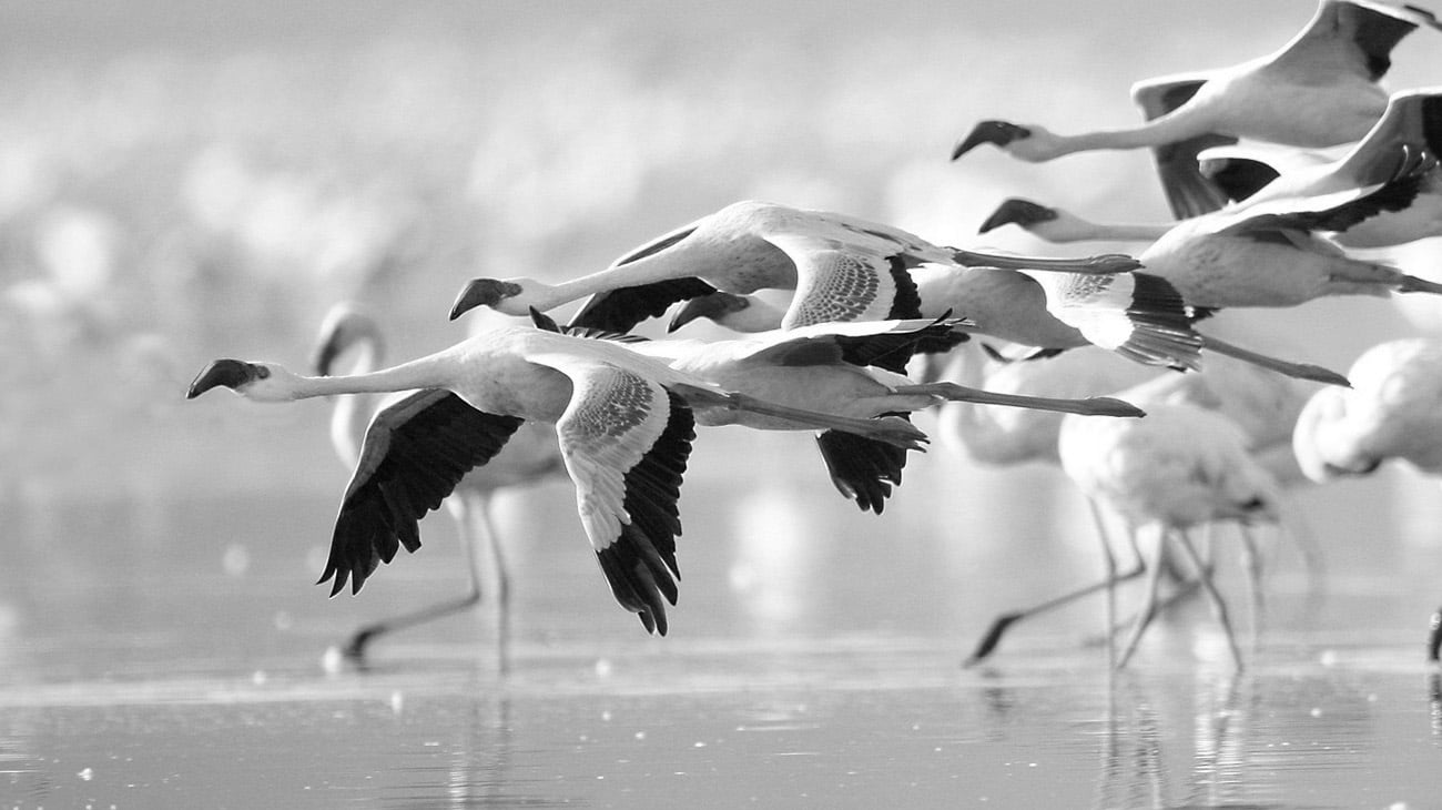 Flamingoes at Lake Nakuru