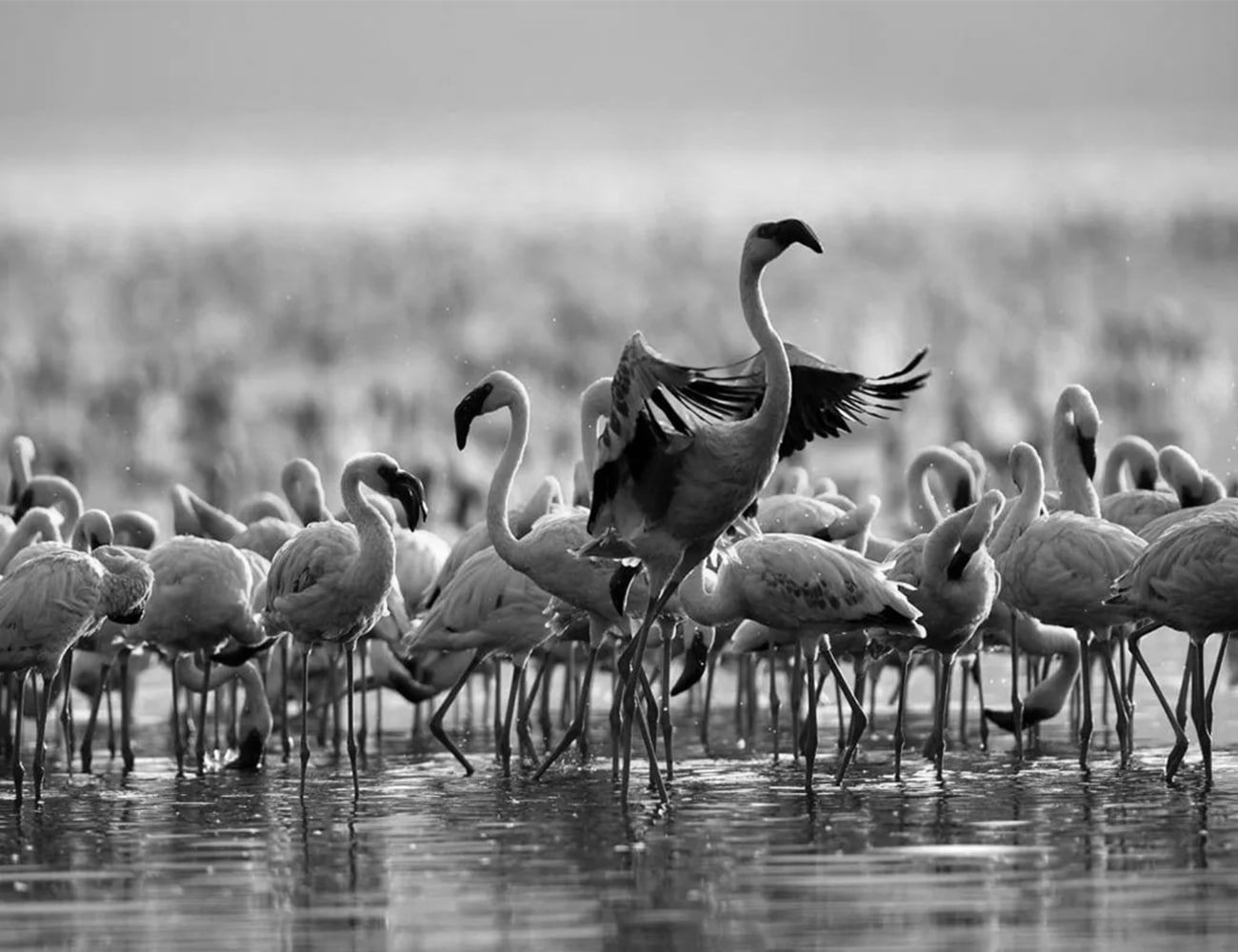 Flamingoes at Lake Natron, Tanzania