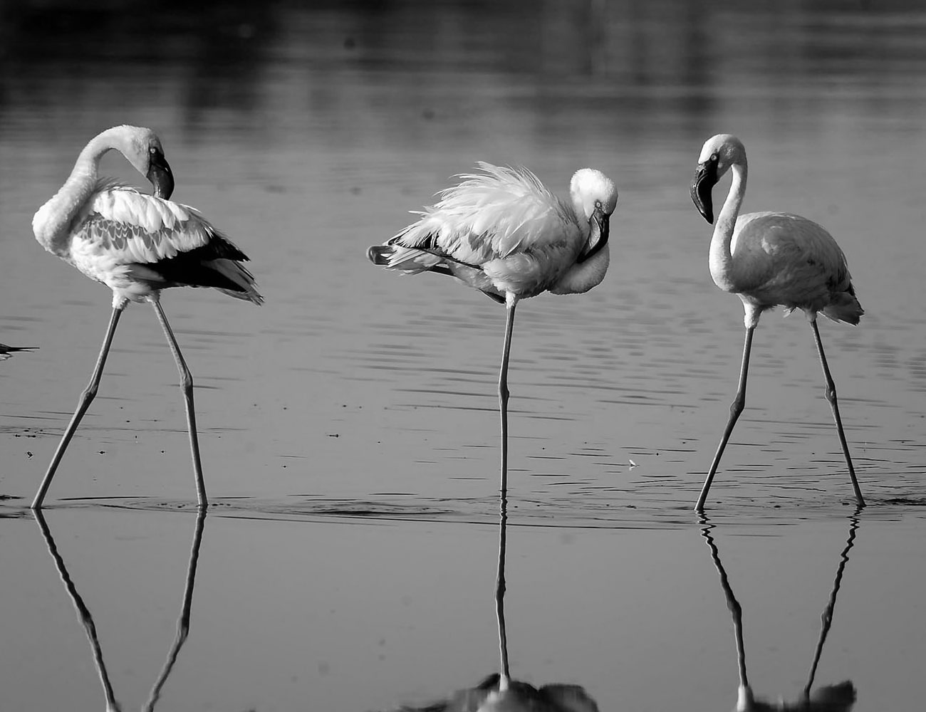 Flamingoes at the Ngorongoro Crater