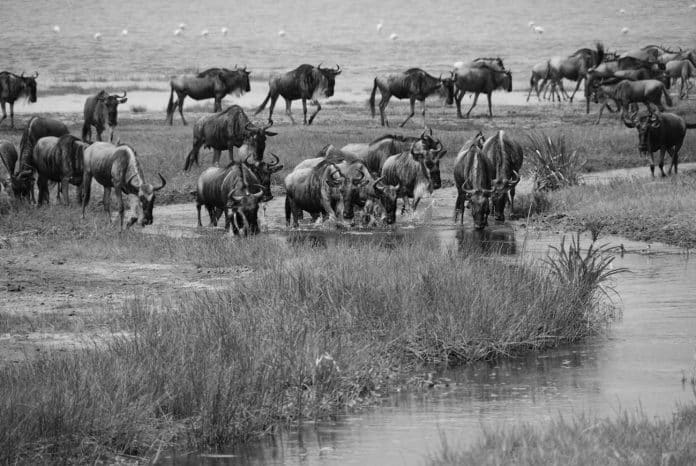 From Lions to Wildebeests - A 10-Day Adventure Through Kenya and Tanzania Safari